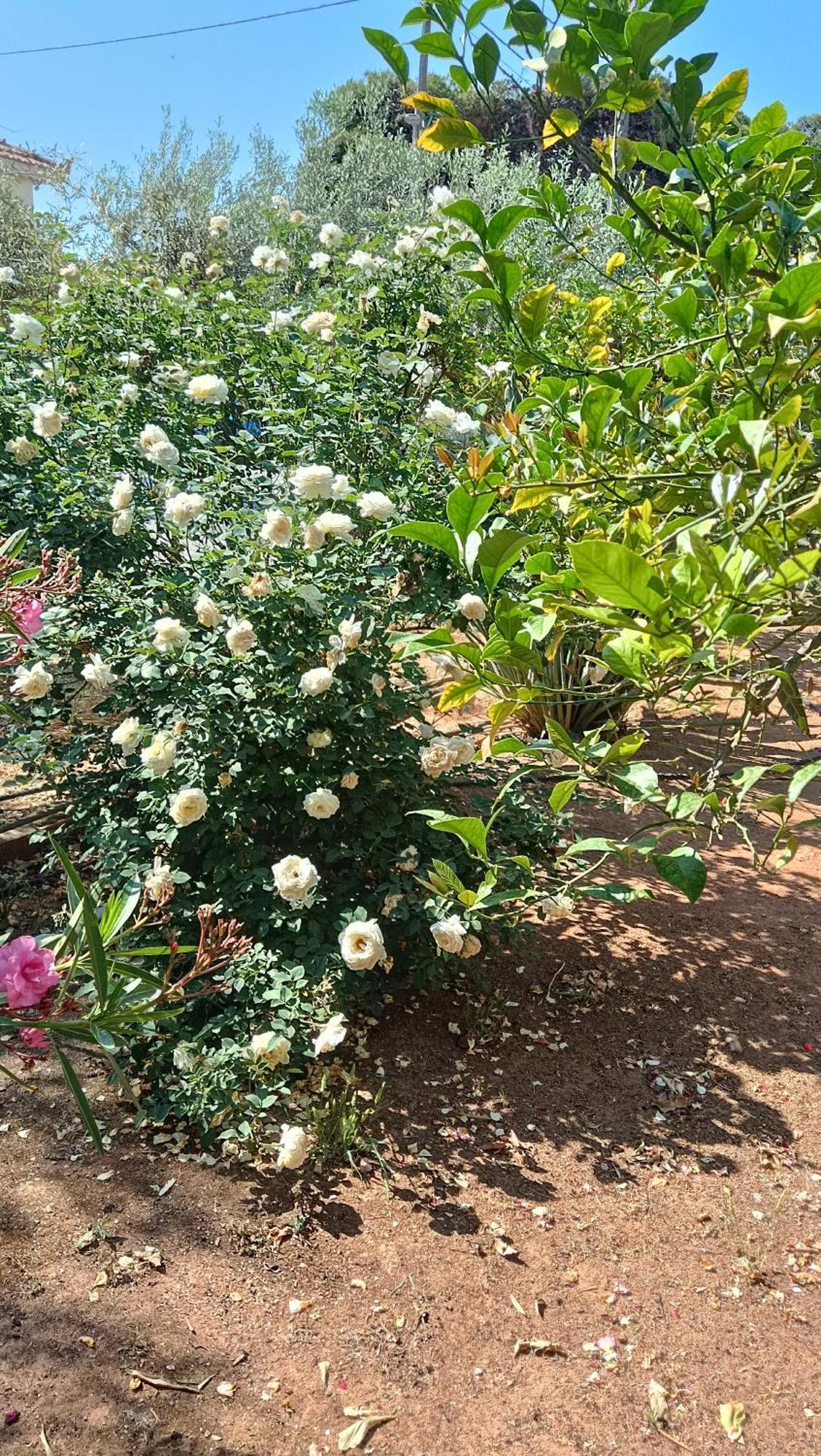 Melograno Daire Markópoulon Dış mekan fotoğraf